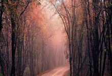 熊猫直播APP-勇士战术压制雄鹿，西亚卡姆西决生死战接管比赛，一场颠覆预期的王者对决